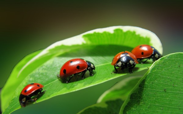 COCCINELLES