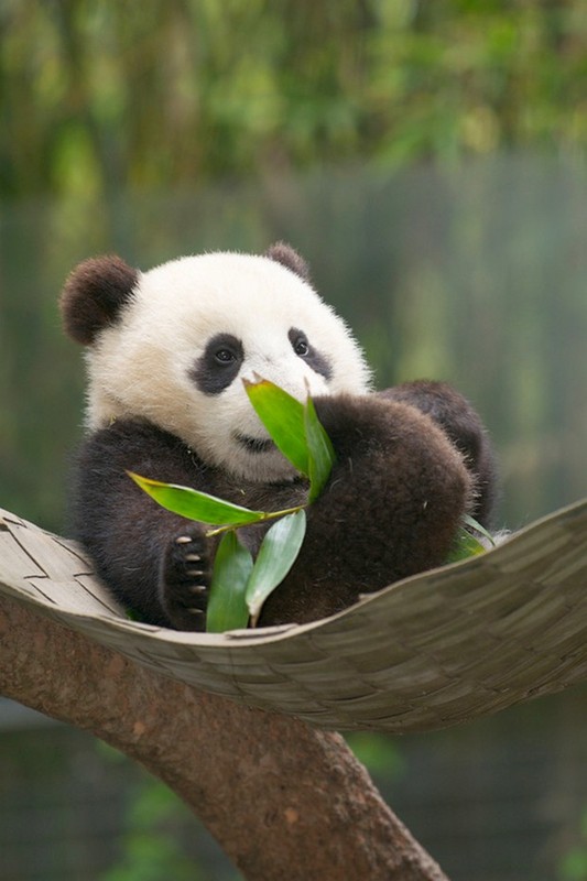 PANDA