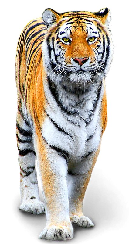 TIGRE