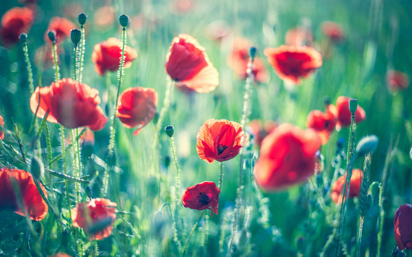 COQUELICOTS