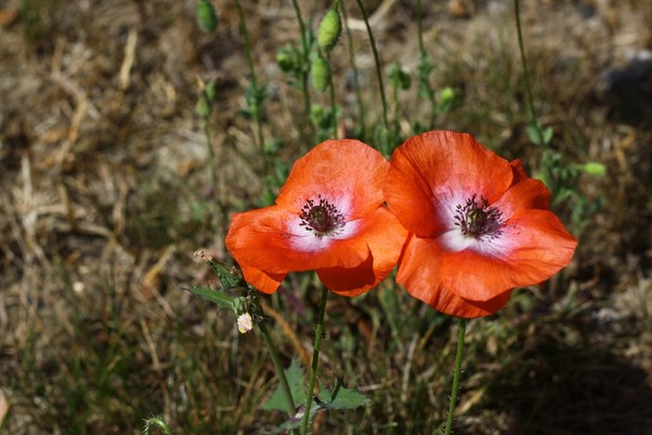 COQUELICOTS 2