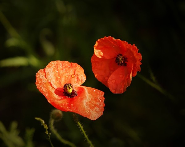 COQUELICOTS