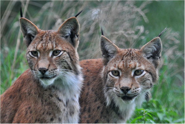 LYNX