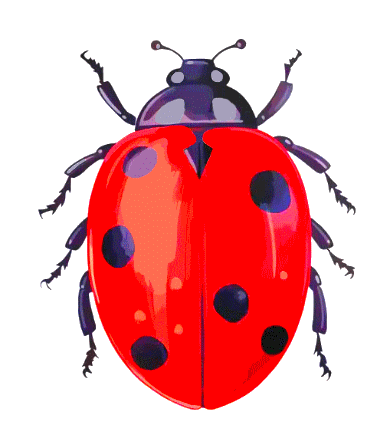 COCCINELLE 3