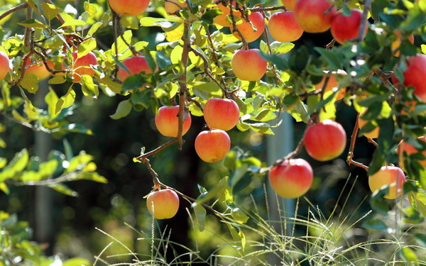 LES POMMES