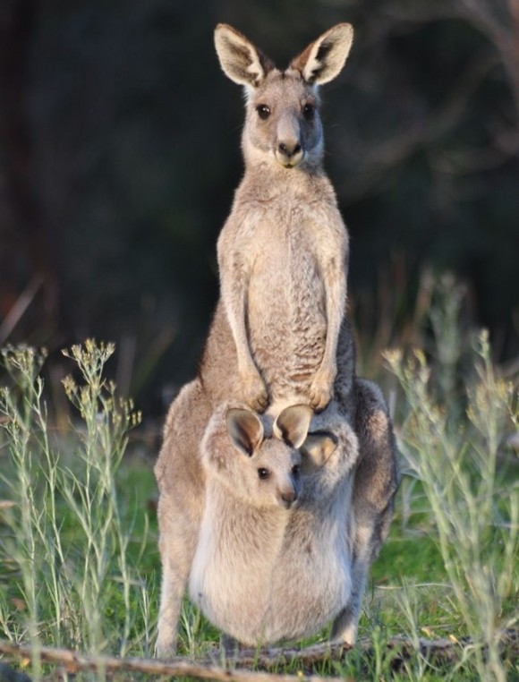 KANGOUROUS