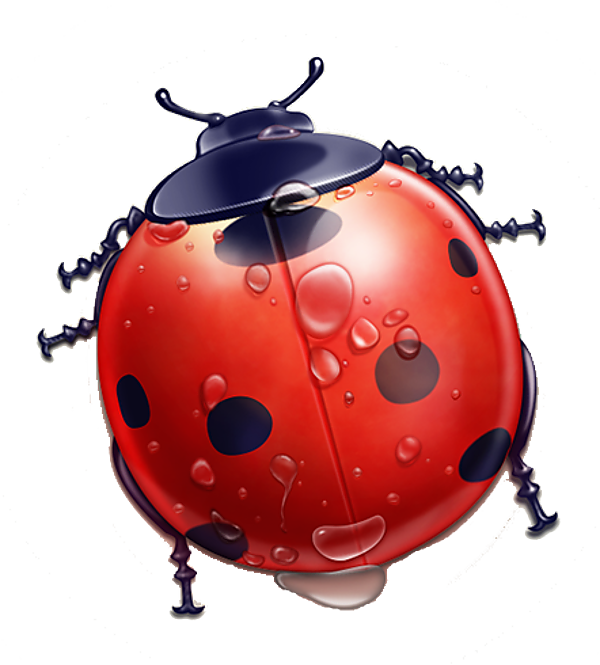 COCCINELLE 3