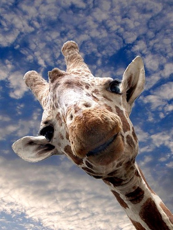 GIRAFE