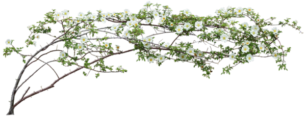 FLEURS 5