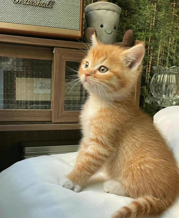 CHAT 7