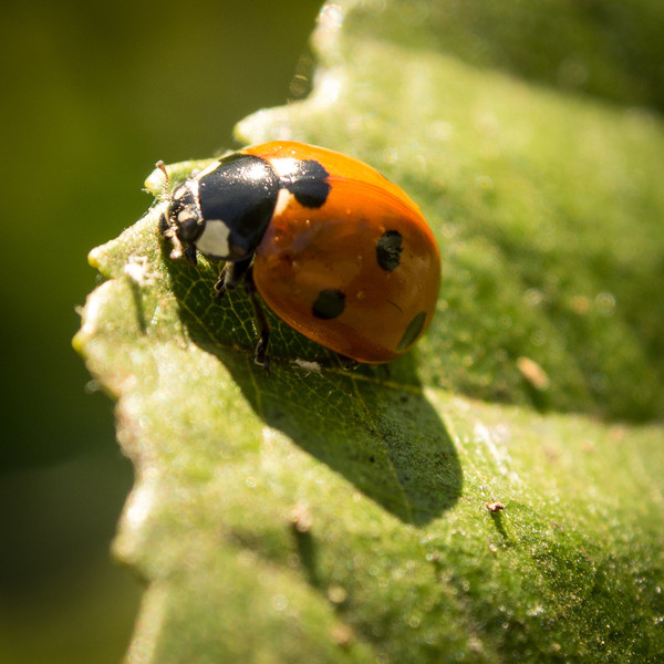 COCCINELLE