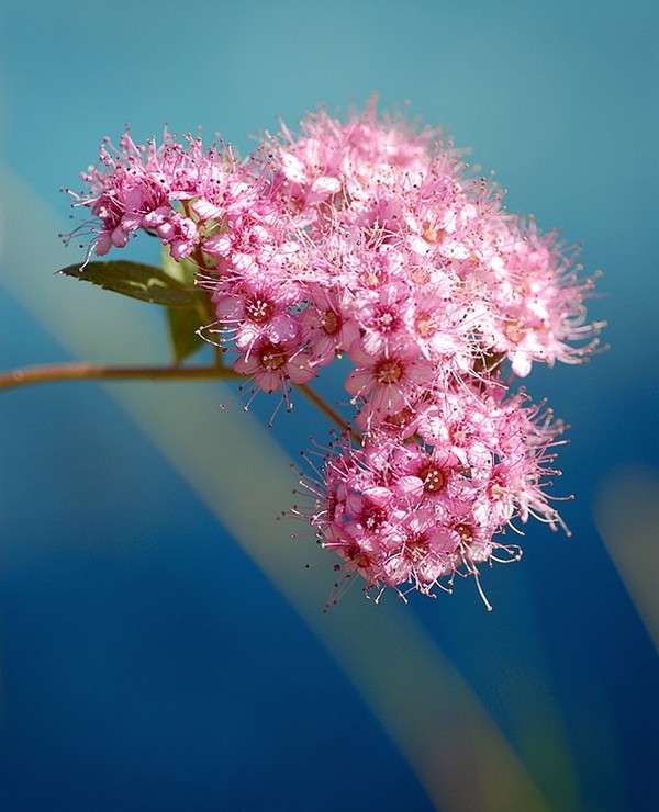 FLEURS