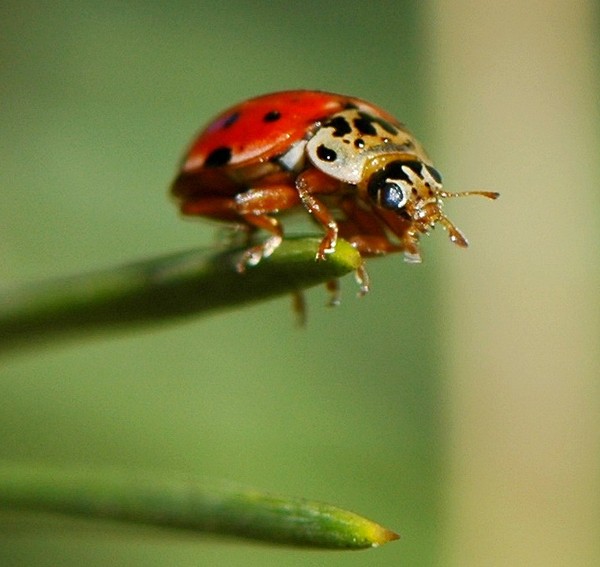 COCCINELLE