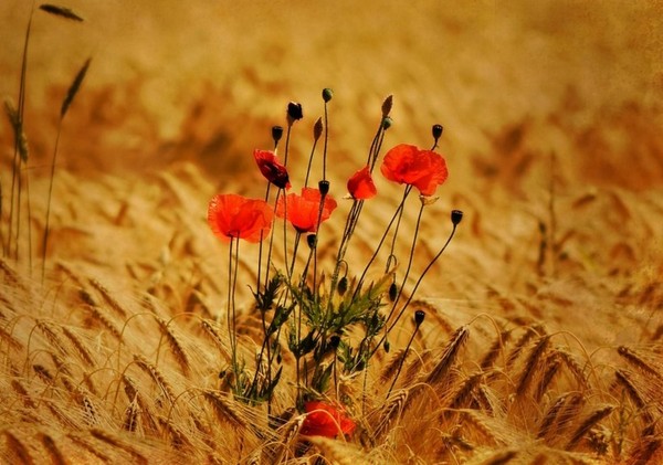 COQUELICOTS