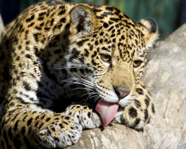 LEOPARD