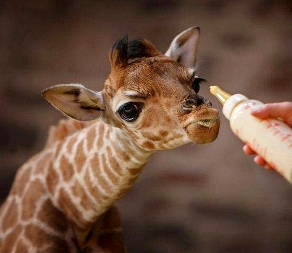 GIRAFE