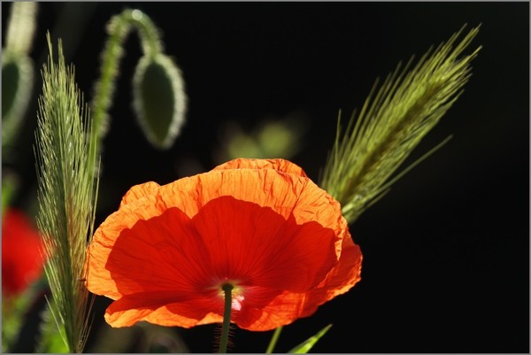 COQUELICOT