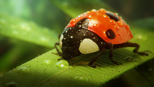 COCCINELLE