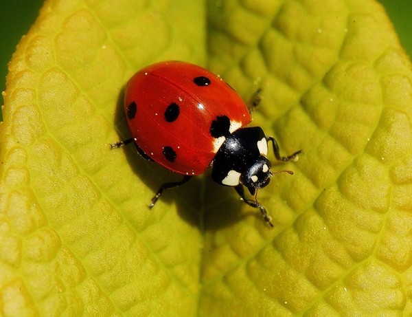 COCCINELLE