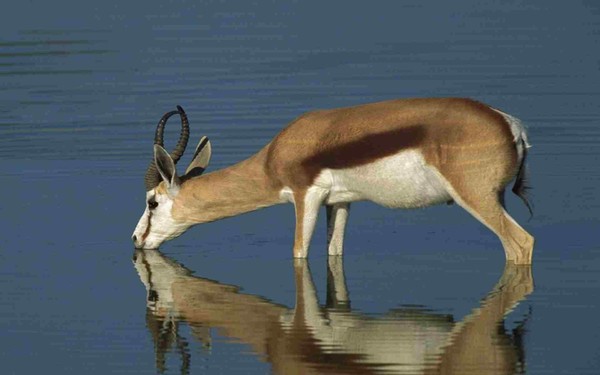 ANTILOPE