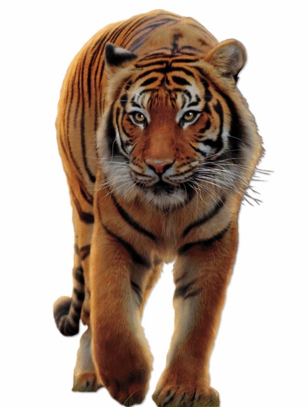 TIGRE