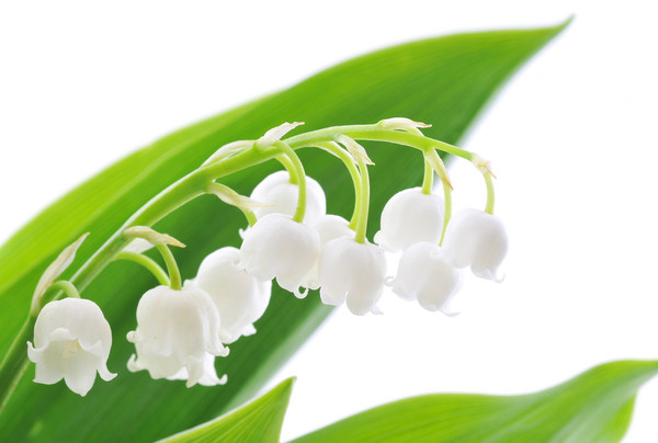 LE MUGUET