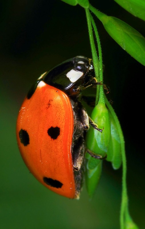 COCCINELLE