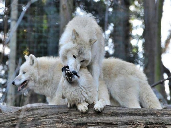 LOUPS