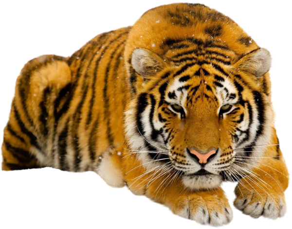 TIGRE