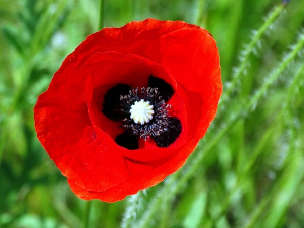 COQUELICOT