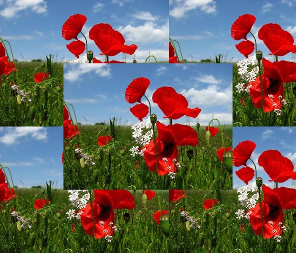 COQUELICOTS