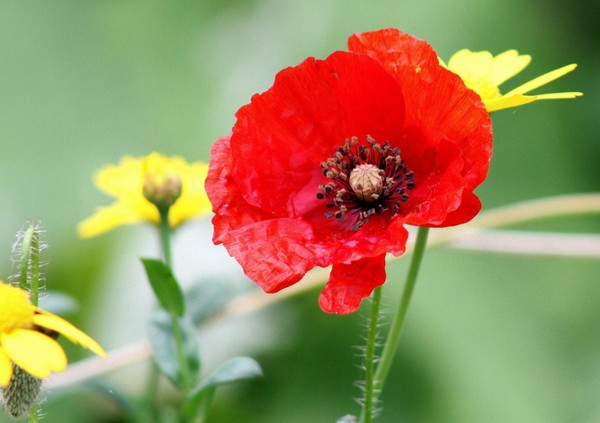 COQUELICOT