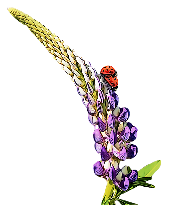 COCCINELLE 3