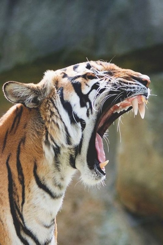 TIGRE