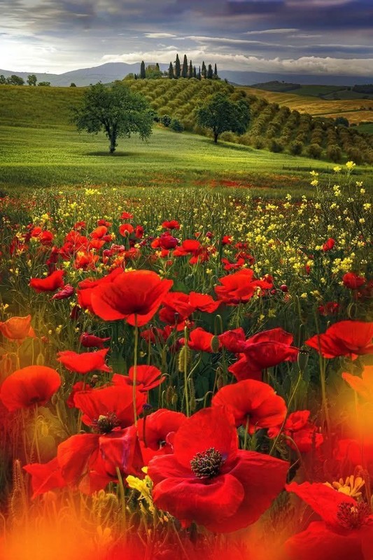 COQUELICOTS 2