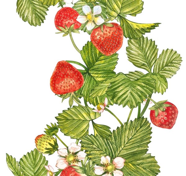 LES FRAISES 2