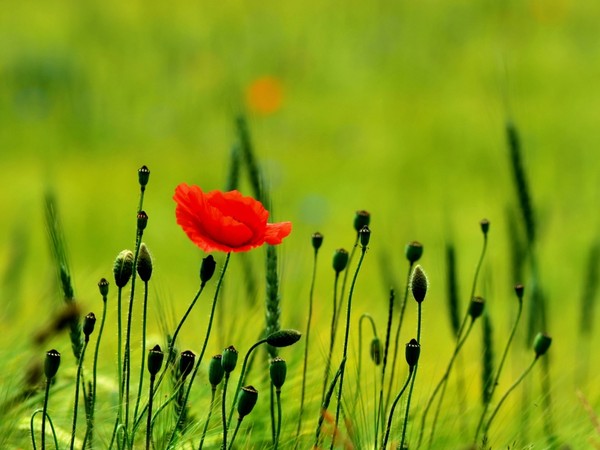 COQUELICOTS