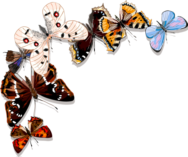 PAPILLONS