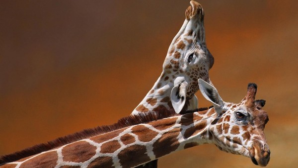 GIRAFES