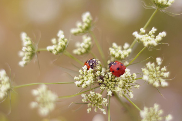 COCCINELLES