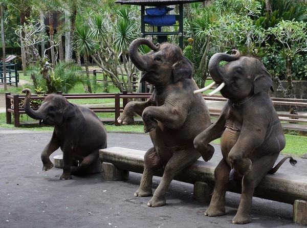 ELEPHANTS