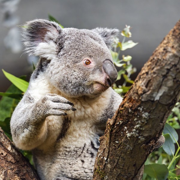 KOALA