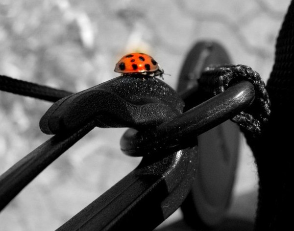 COCCINELLE 2