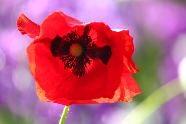 COQUELICOT