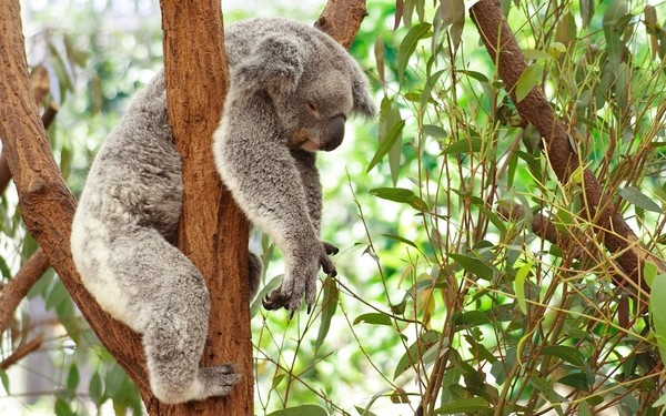 KOALA