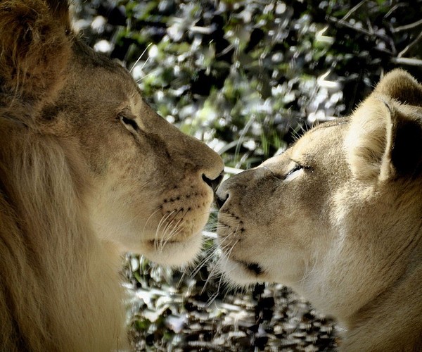 LION ET LIONNE