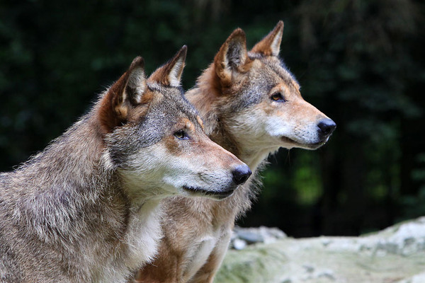 LOUPS