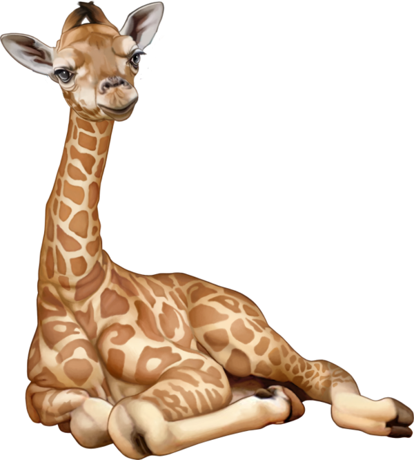 GIRAFE