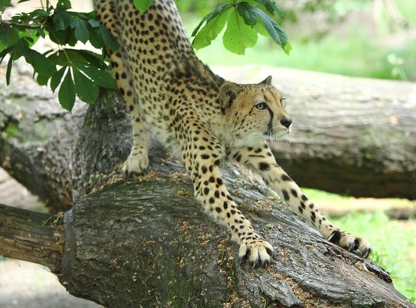 GUEPARD