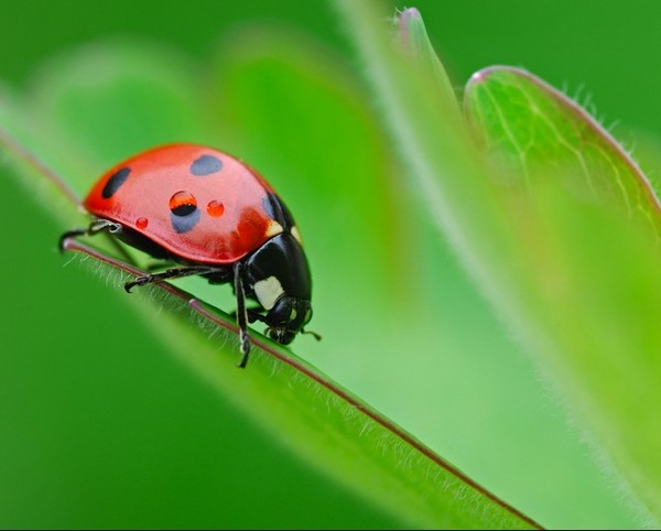 COCCINELLE